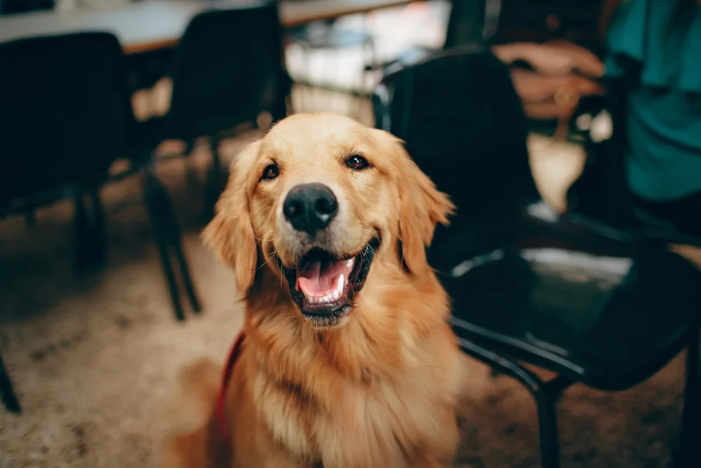 Ein glücklicher Golden Retriever blickt lächelnd in die Kamera, mit offenem Maul und heraushängender Zunge